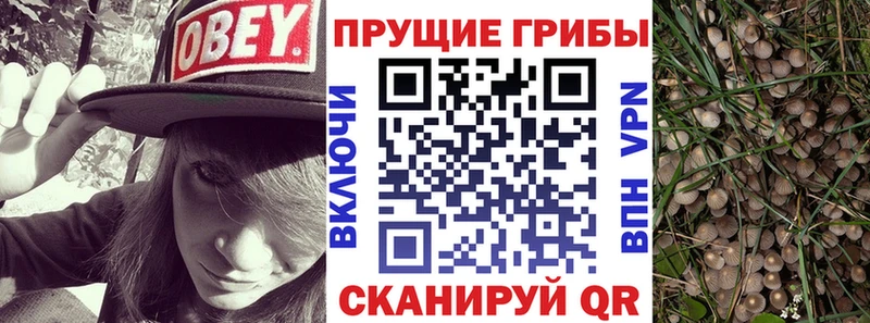 кракен ТОР  Сухиничи  Псилоцибиновые грибы GOLDEN TEACHER 